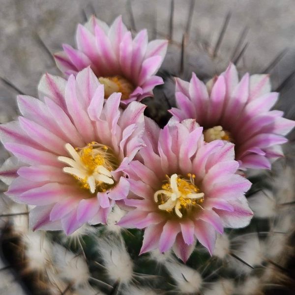 Gymnocactus grzegorzii